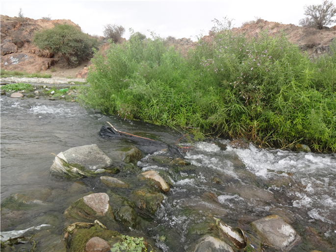 غدير الماء بالطائف