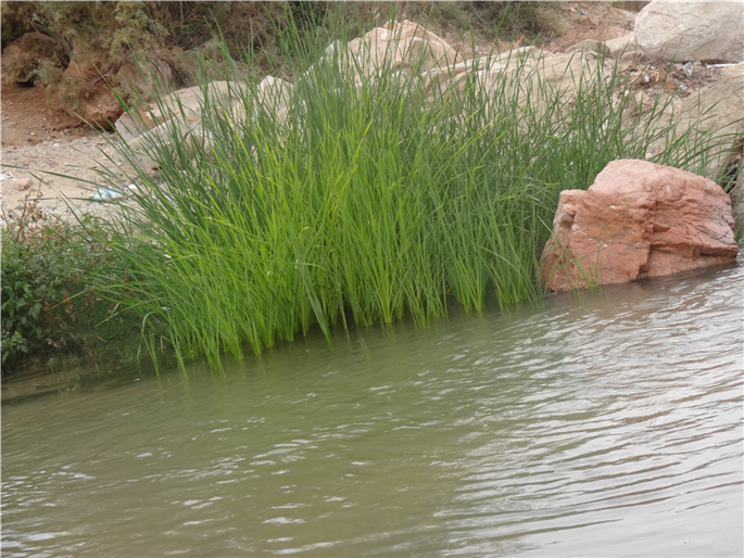 جمال المنظر